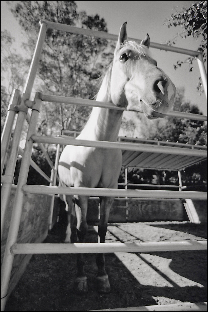 Photography by lilhorseebabee for DesignCrowd (Community Contests) | Design #9020104