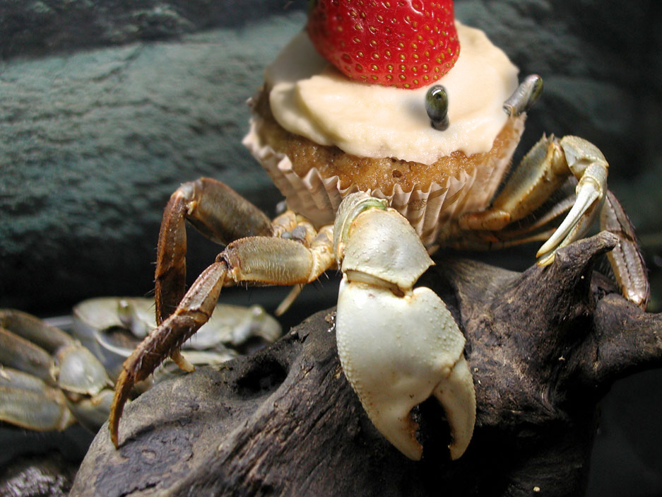 Diseño de Photoshop por davidkopperfld para DesignCrowd (Community Contests) | Diseño #9026059