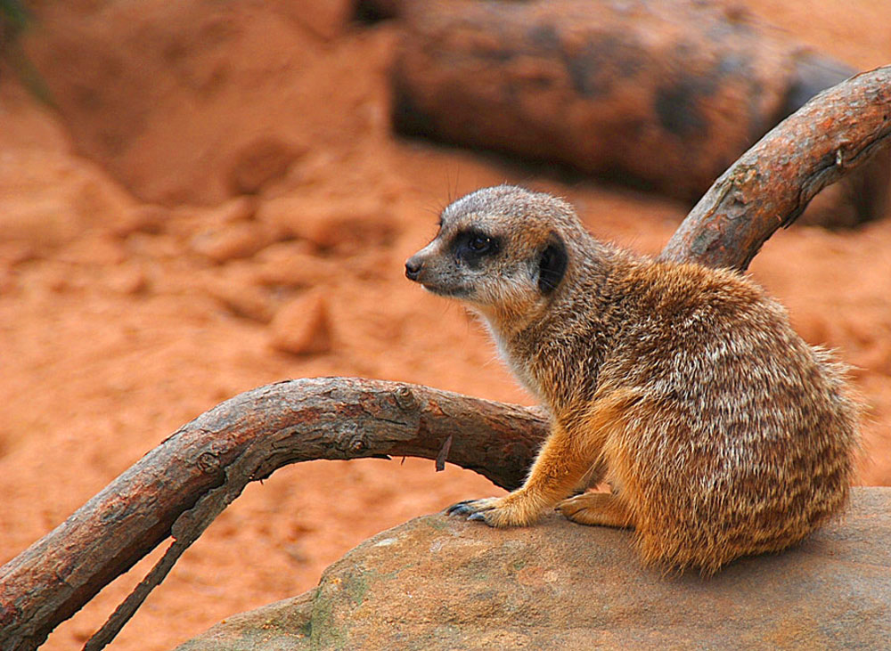 Photographie par gymp93 pour DesignCrowd (Community Contests) | Design #9025337