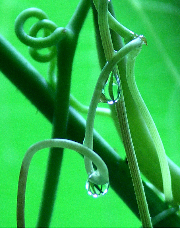 Photographie par ruxa2na pour DesignCrowd (Community Contests) | Design #9025815