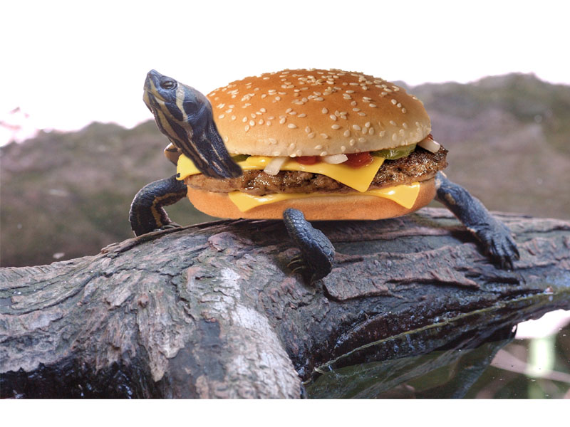 Design Photoshop par WiseMonkey pour DesignCrowd (Community Contests) | Design #9026100