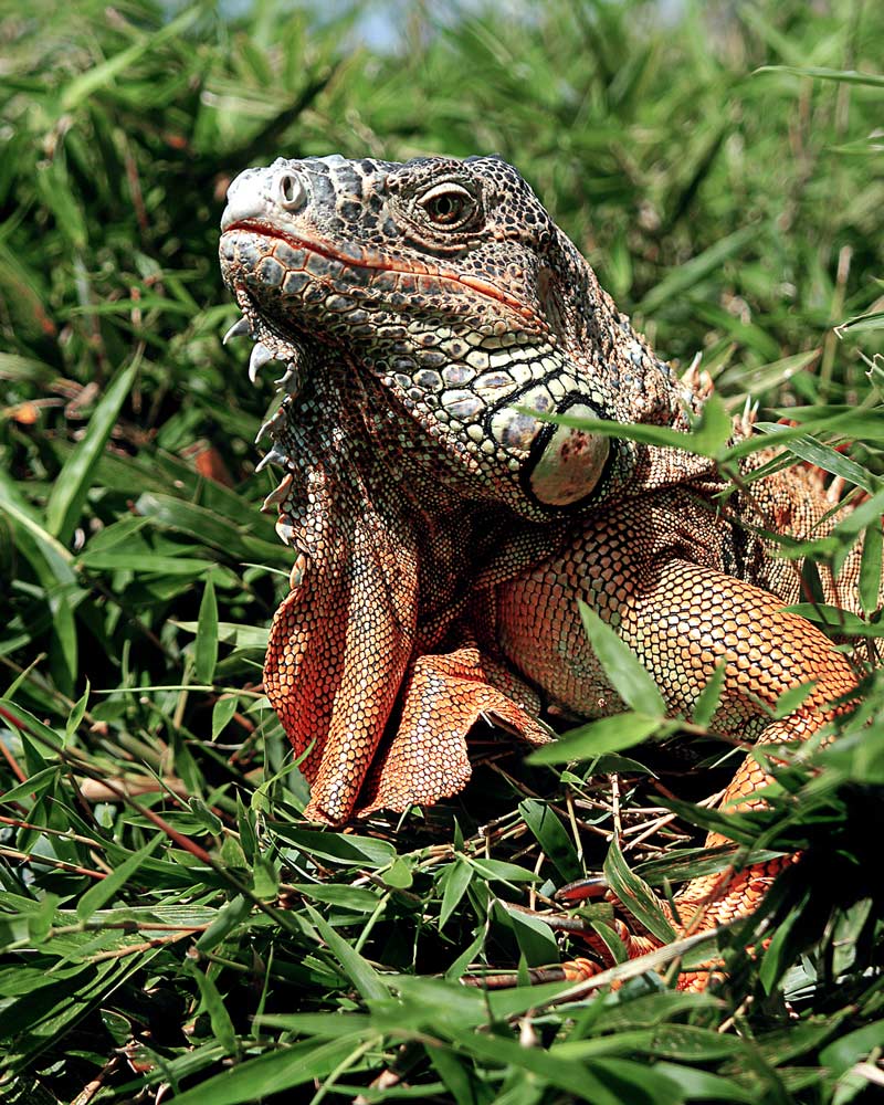 Fotografie von ewall53 für DesignCrowd (Community Contests) | Design #9020071