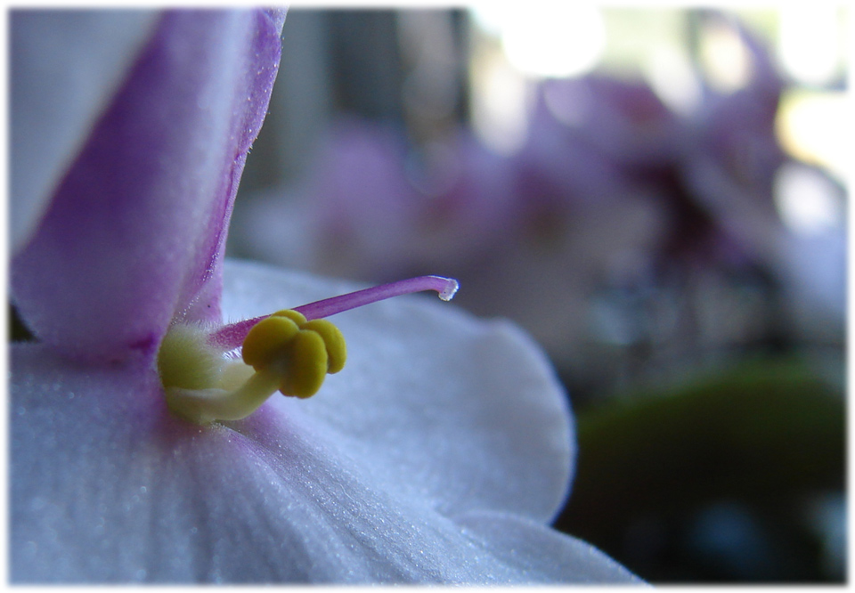 Photographie par sebasfournier pour DesignCrowd (Community Contests) | Design #9025345