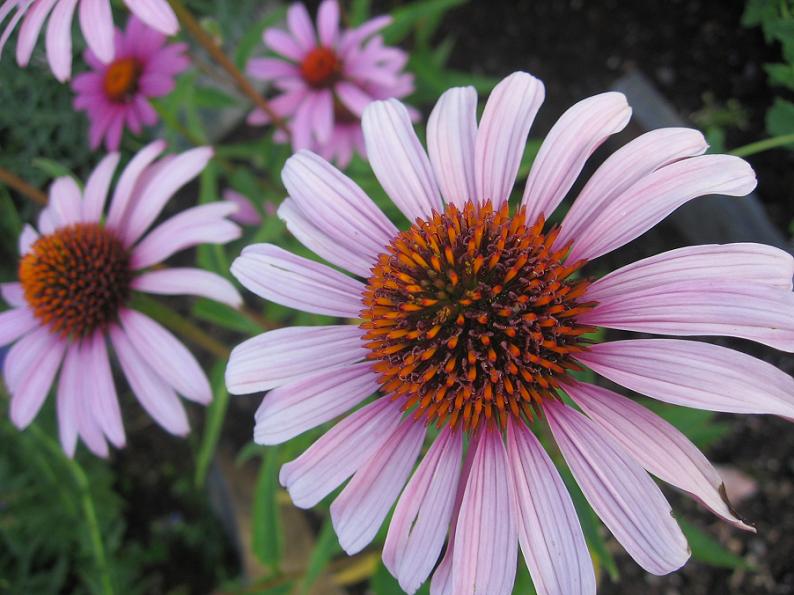 Fotografía por MissMea para DesignCrowd (Community Contests) | Diseño #9025366