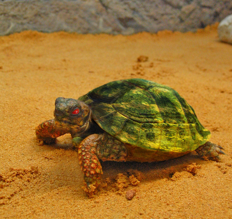 Photoshop-Design von deerreaper für DesignCrowd (Community Contests) | Design #9026123