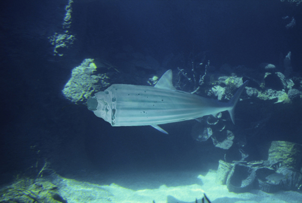 Photoshop Design by phreakgirl for DesignCrowd (Community Contests) | Design #9026210