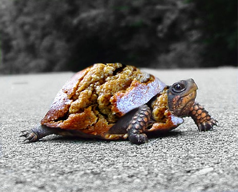 Photoshop Design by banateanul for DesignCrowd (Community Contests) | Design #9026149