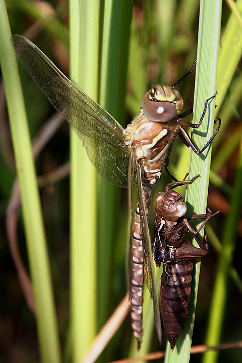 Fotografía por varPhi para DesignCrowd (Community Contests) | Diseño #9025842