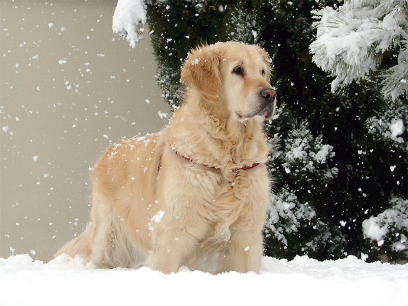 Fotografie von IsleofJura für DesignCrowd (Community Contests) | Design #9020175