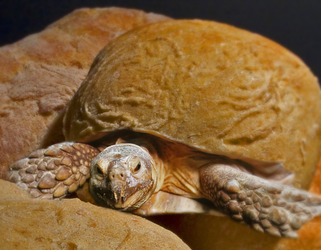 Design Photoshop par Stadsman pour DesignCrowd (Community Contests) | Design #9026152