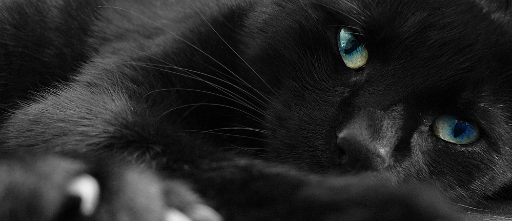 Fotografía por Bassfrosch para DesignCrowd (Community Contests) | Diseño #9020244