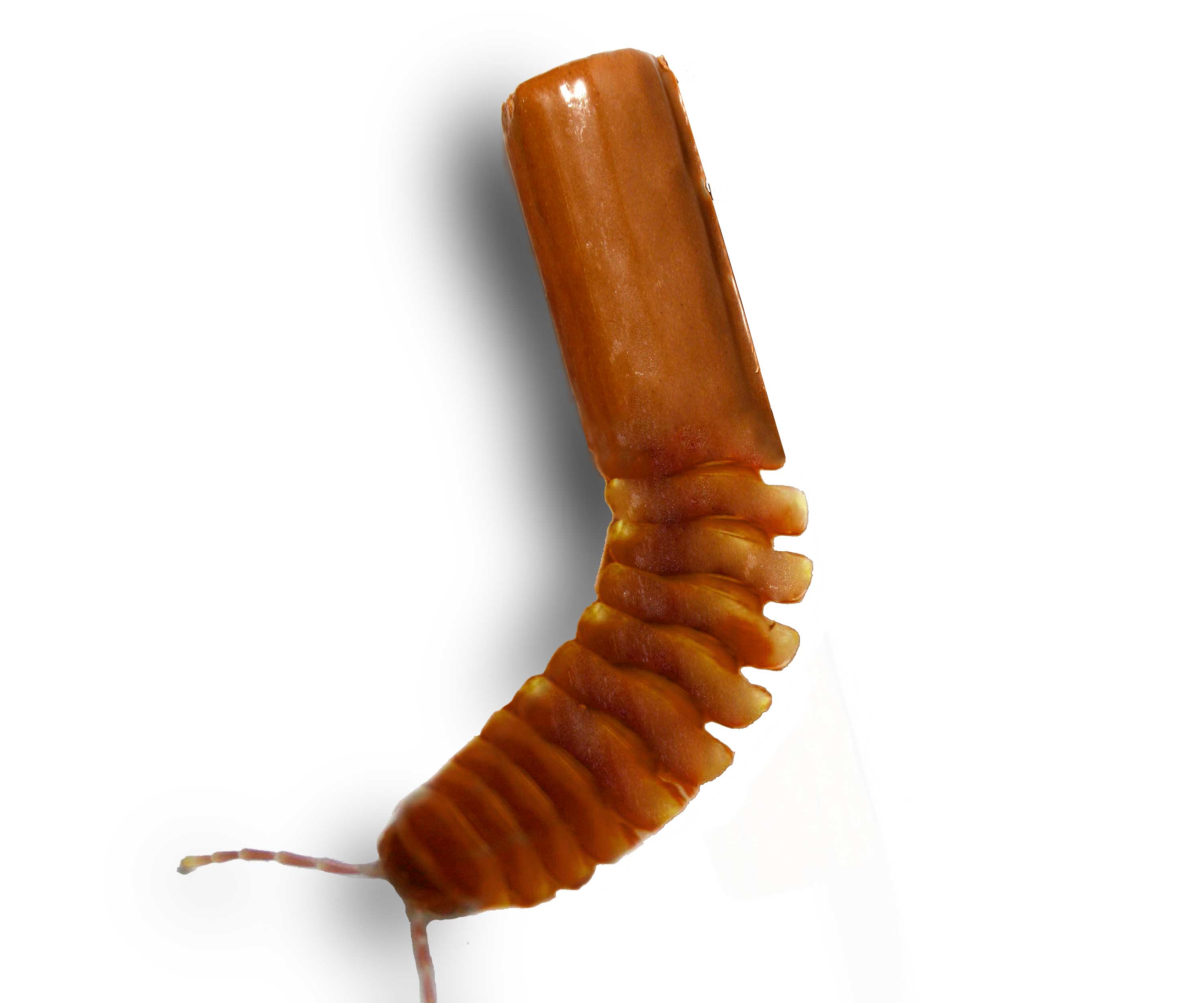 Photoshop Design by sushantkunal for DesignCrowd (Community Contests) | Design #9026183