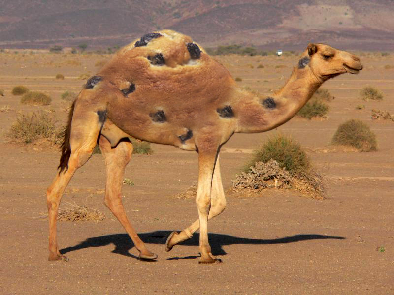 Diseño de Photoshop por ALNASL para DesignCrowd (Community Contests) | Diseño #9026170