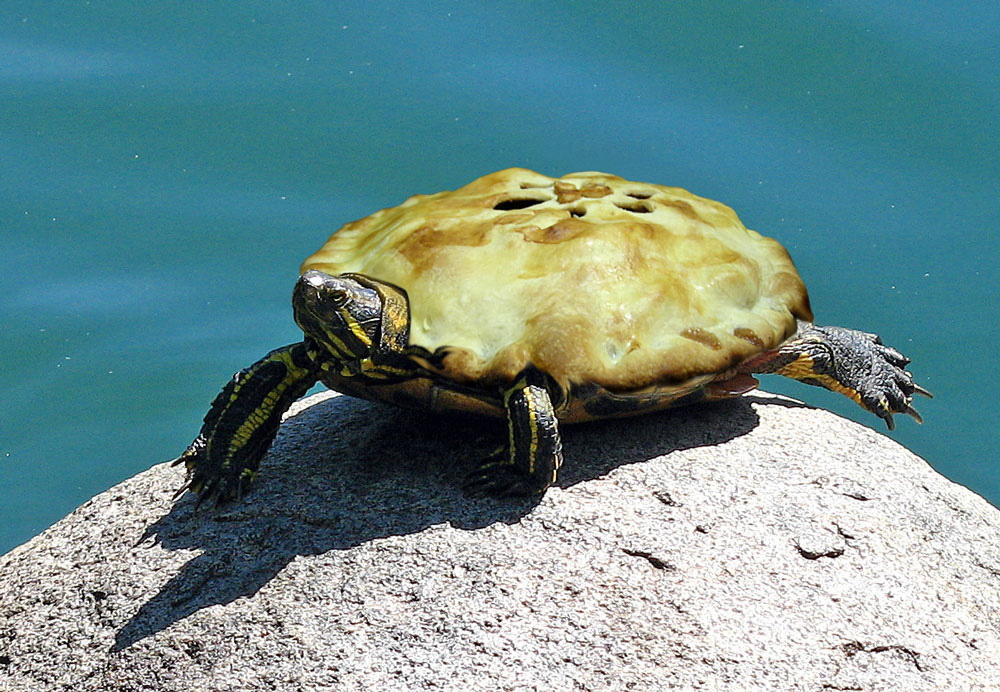 Photoshop Design by Wazupdoc for DesignCrowd (Community Contests) | Design #9026156