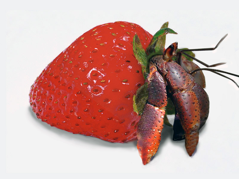 Photoshop Design by Manitaur for DesignCrowd (Community Contests) | Design #9026143