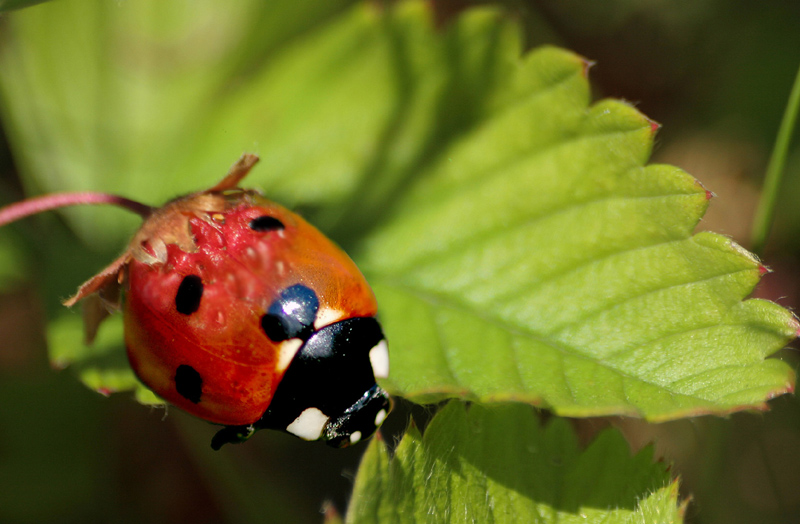 Diseño de Photoshop por kellplaying para DesignCrowd (Community Contests) | Diseño #9026284