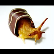 Photoshop Design by A1A1L1O1A1A1M2