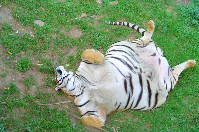 Photoshop Design by mattbyng for DesignCrowd (Community Contests) | Design #9029377