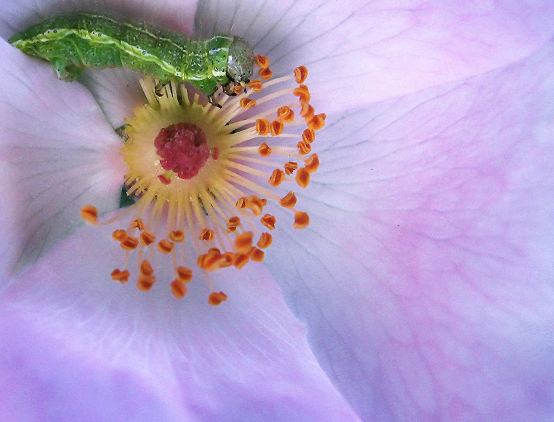 Photography by Firenzesca for DesignCrowd (Community Contests) | Design #9025382