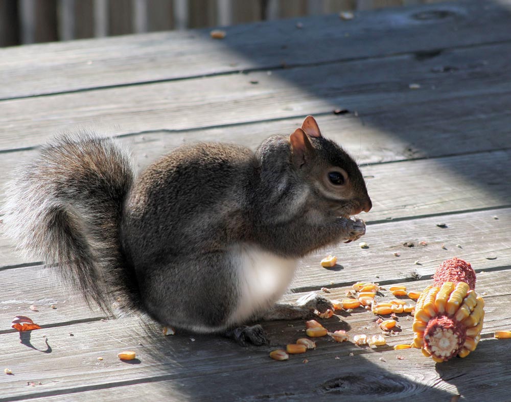 Photoshop Design by argus456 for DesignCrowd (Community Contests) | Design #9029395