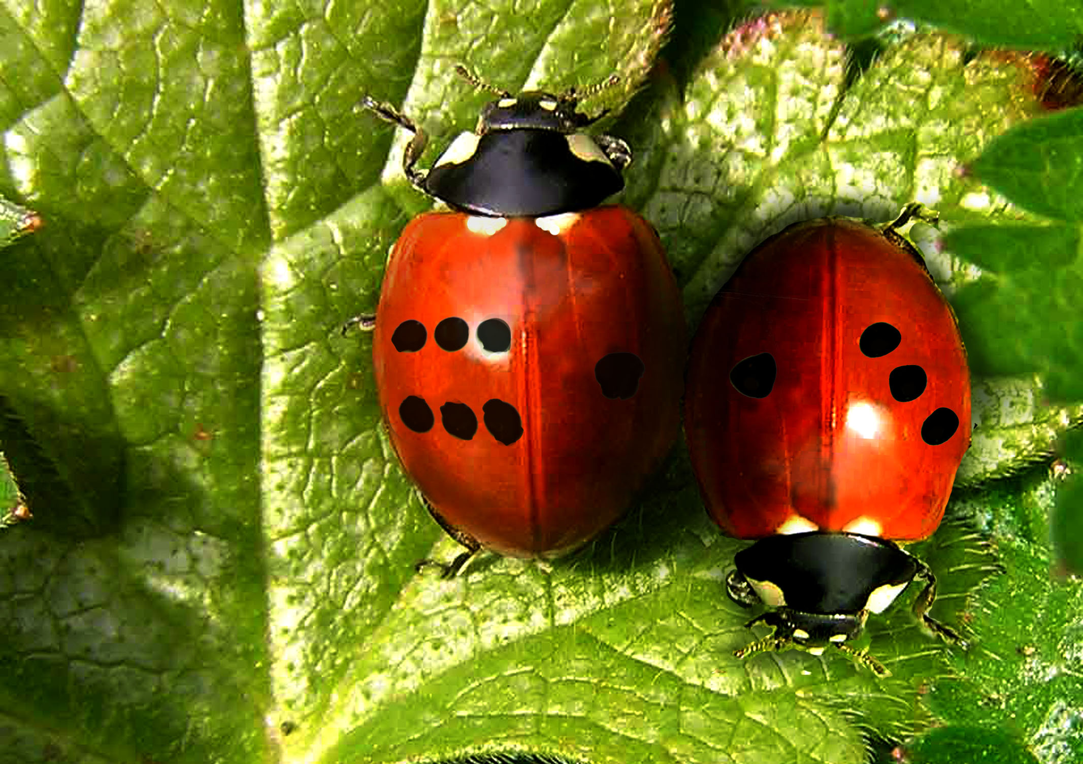 Design Photoshop par eskiss pour DesignCrowd (Community Contests) | Design #9032855