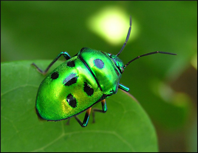 Design Photoshop par CRAZYLEGGSROGERS pour DesignCrowd (Community Contests) | Design #9032844