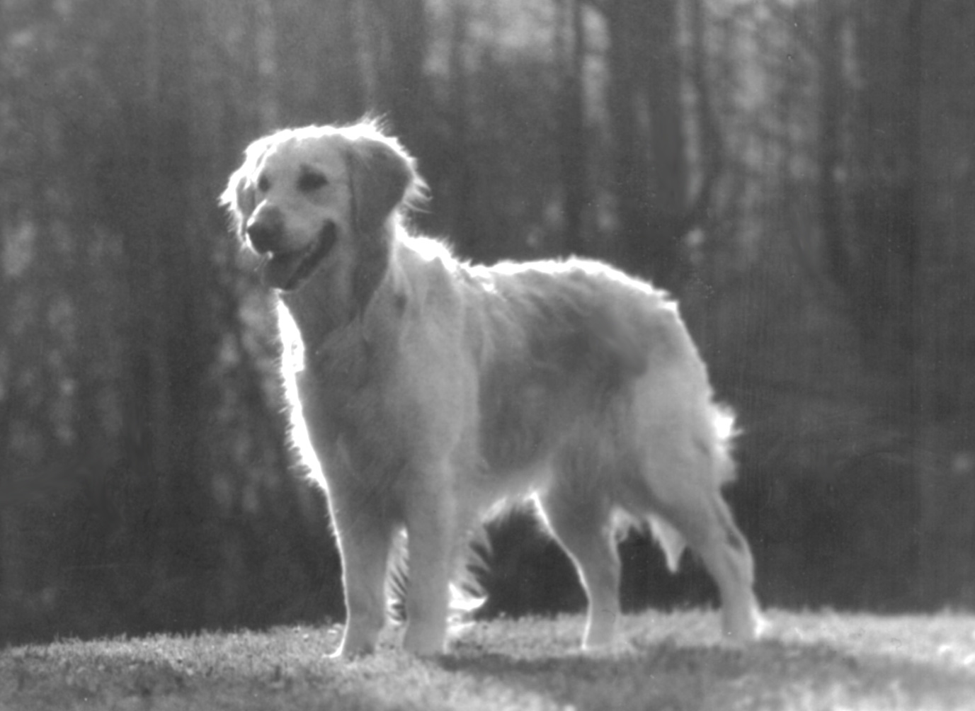 Photography by moultag for DesignCrowd (Community Contests) | Design #9020287