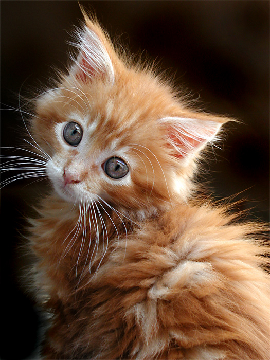 Photography by LABRIP for DesignCrowd (Community Contests) | Design #9020520