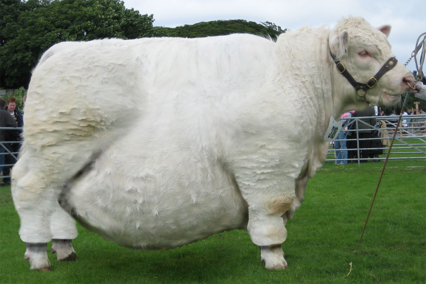 Photoshop Design by penyworlod for DesignCrowd (Community Contests) | Design #9029404