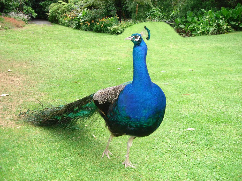 Photoshop Design by Saddy10 for DesignCrowd (Community Contests) | Design #9029412