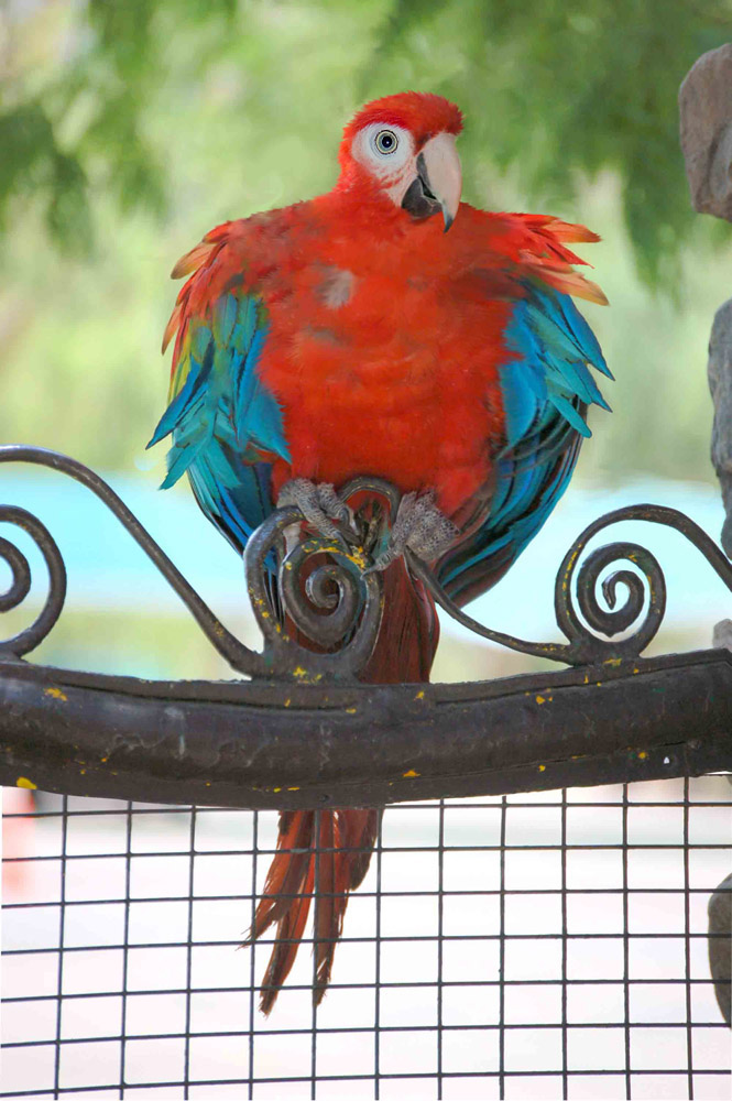 Photoshop Design by RupturedSpleen for DesignCrowd (Community Contests) | Design #9029507