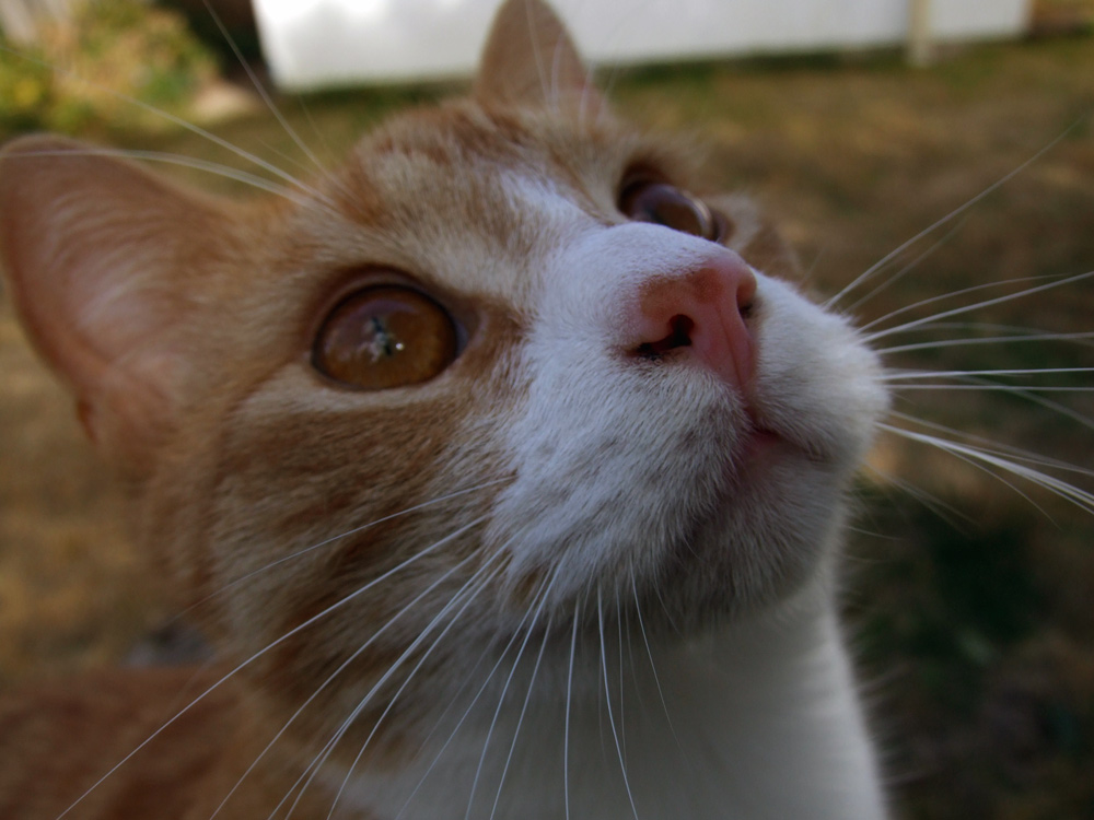 Fotografie von Pixelicious für DesignCrowd (Community Contests) | Design #9020305