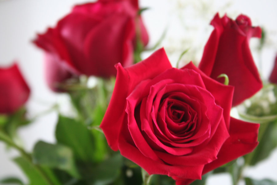 Photography by CookieMunster for DesignCrowd (Community Contests) | Design #9025442