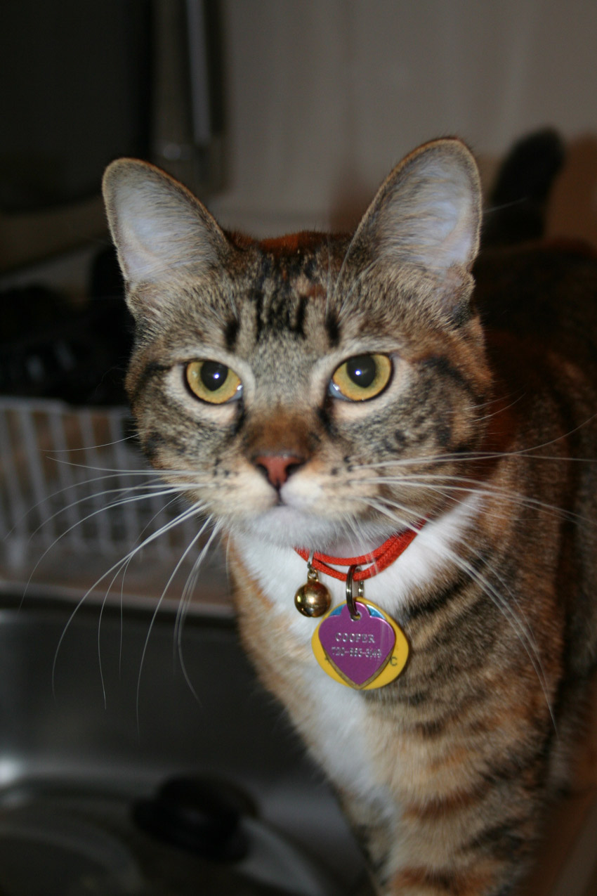 Photographie par drdonallen pour DesignCrowd (Community Contests) | Design #9020488