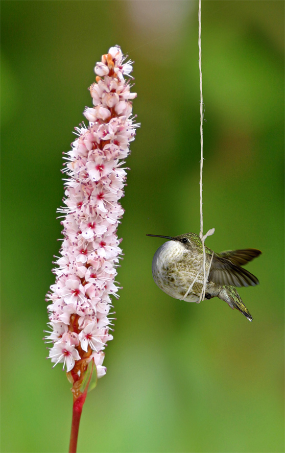 Photoshop Design by resquin for DesignCrowd (Community Contests) | Design #9029426