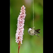 Photoshop Design by resquin