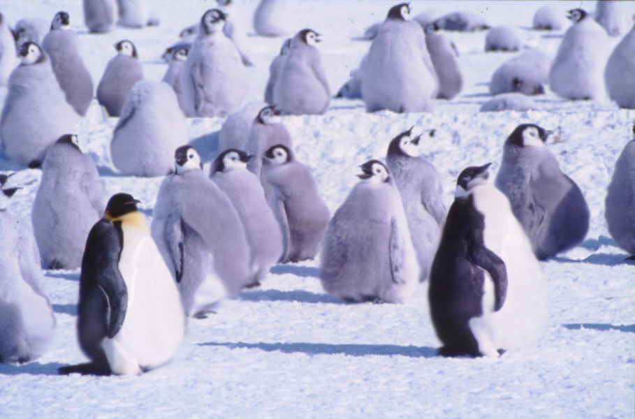 Diseño de Photoshop por furfree para DesignCrowd (Community Contests) | Diseño #9029504