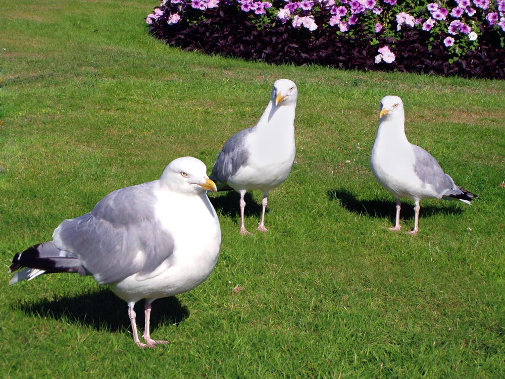 Photoshop Design by thehaysoj for DesignCrowd (Community Contests) | Design #9029467