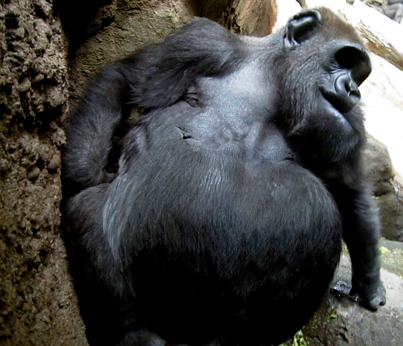 Photoshop Design by Mishikal for DesignCrowd (Community Contests) | Design #9029501