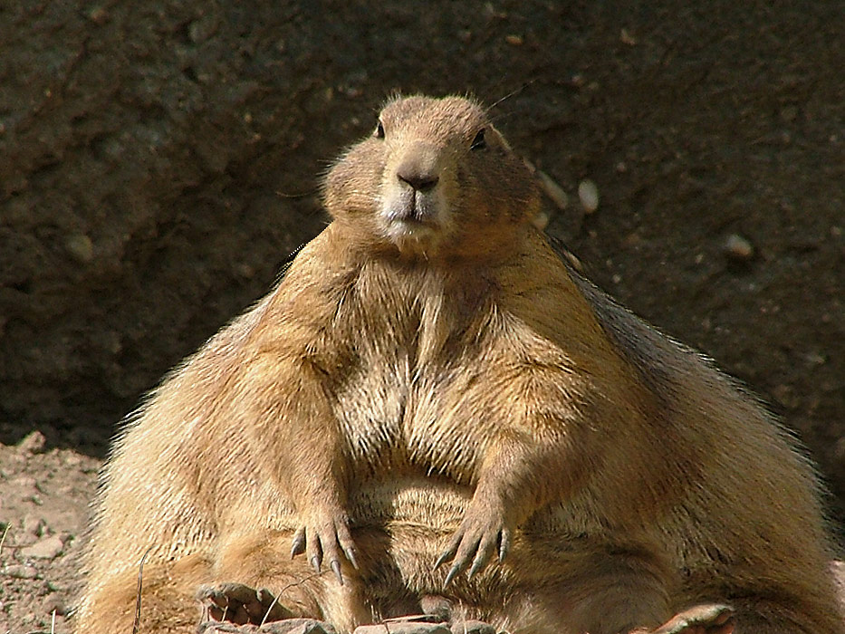 Photoshop Design by mjhaylor for DesignCrowd (Community Contests) | Design #9029448