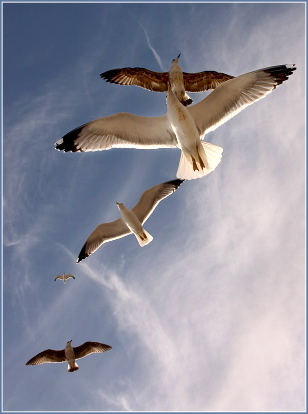 Photographie par jaymeekae pour DesignCrowd (Community Contests) | Design #9024686