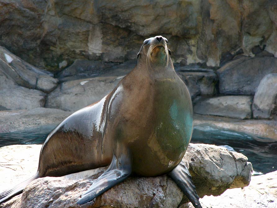 Photoshop-Design von Chris3cr für DesignCrowd (Community Contests) | Design #9029537