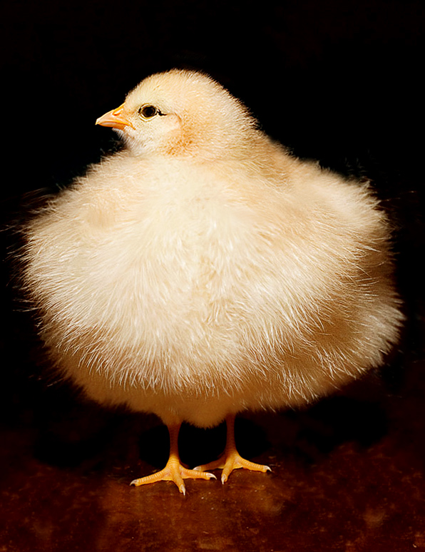 Diseño de Photoshop por Koosricardo para DesignCrowd (Community Contests) | Diseño #9029524