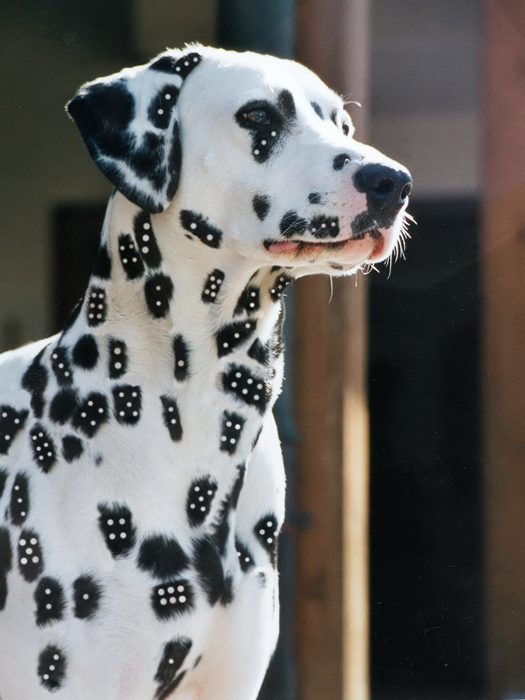 Photoshop Design by LABRIP for DesignCrowd (Community Contests) | Design #9033043