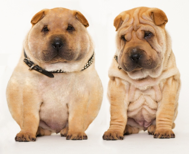 Photoshop Design by ozlemarc for DesignCrowd (Community Contests) | Design #9029565