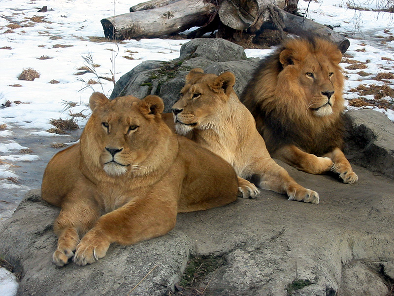 Photoshop Design by mayfae for DesignCrowd (Community Contests) | Design #9029520