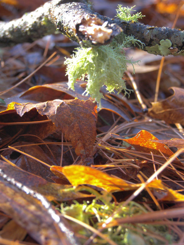 Photography by slimjewel1 for DesignCrowd (Community Contests) | Design #9025487