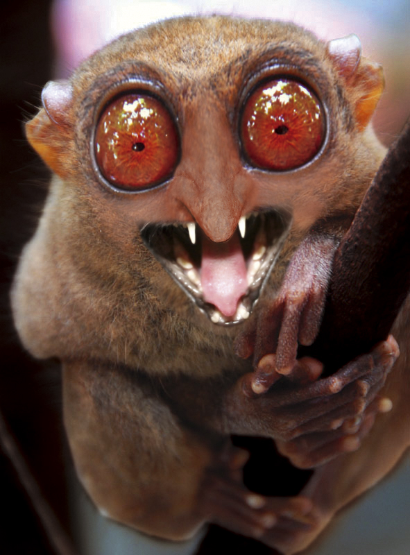 Design Photoshop par janhus pour DesignCrowd (Community Contests) | Design #9029378