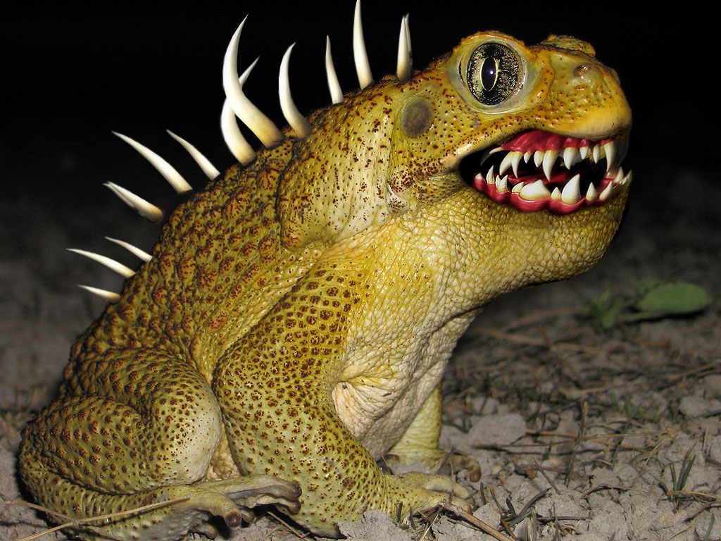 Photoshop Design by clara1156 for DesignCrowd (Community Contests) | Design #9029447