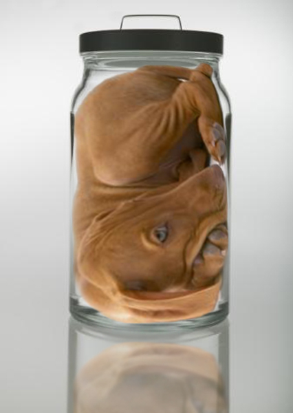 Photoshop Design by RachelB for DesignCrowd (Community Contests) | Design #9034397